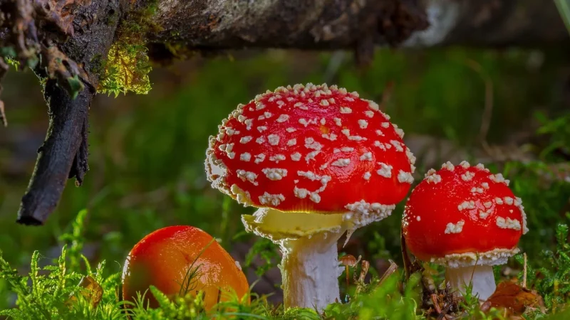 Amio Delikatna Gąbka Do Mycia Samochodu 2W1 Mikrofibra