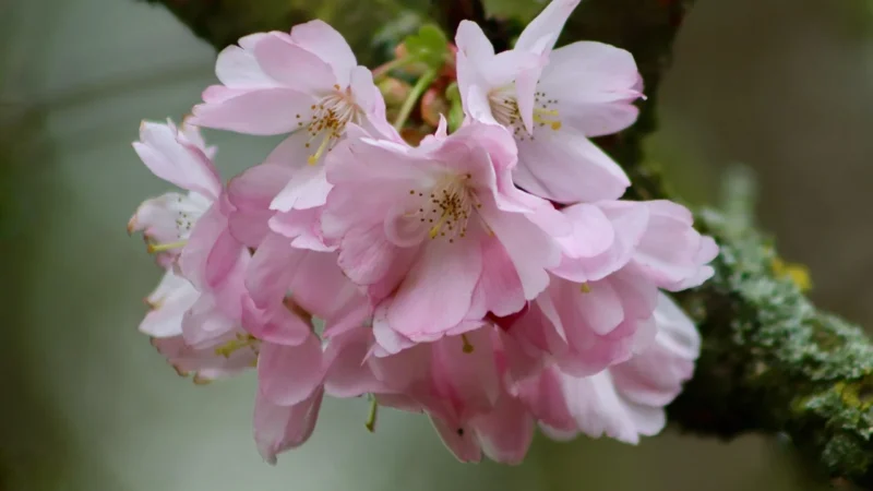 Areon Ken Californian Cherry wiśniowy zapach w puszcze