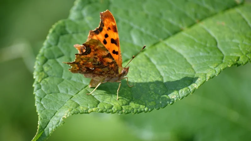 COMMA CMAPEM400M