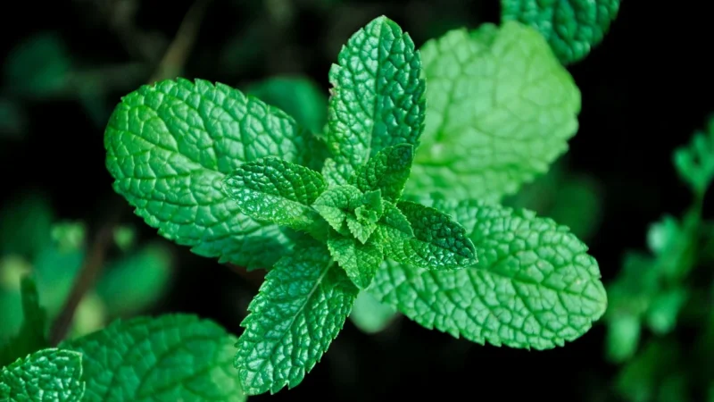 Dr Marcus Fresh Bag Eco Mint &Amp Eucalyptus