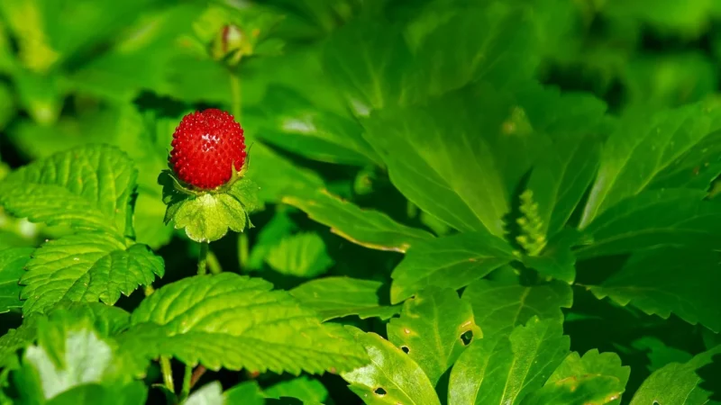 Dr. Marcus Piccolo Strawberry