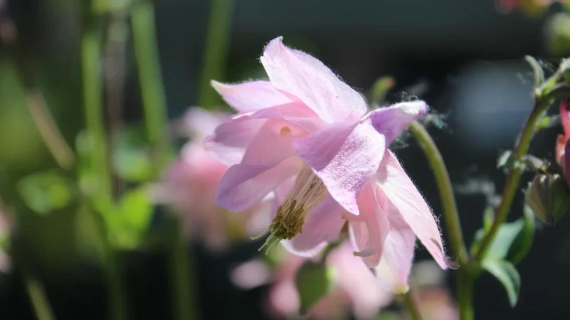 Imao Diffuser Printemps A Tokyo Zapach Na Kratkę Wentylacji