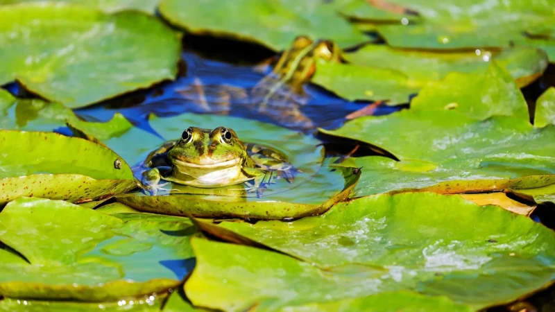 Mr & Mrs Fragrance Forest Citrus Amber Odświeżacz Do Samochodu Lagoon Green Frog