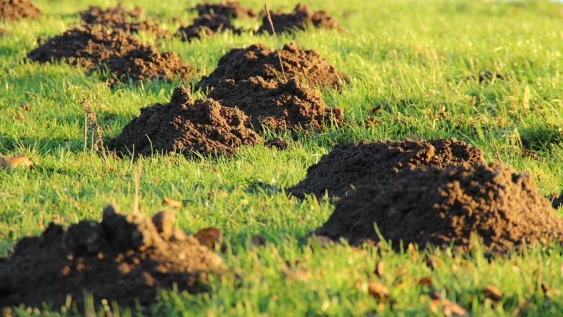 Nowoczesne kosiarki poboczne i gąsienicowe w kompleksowej pielęgnacji terenów