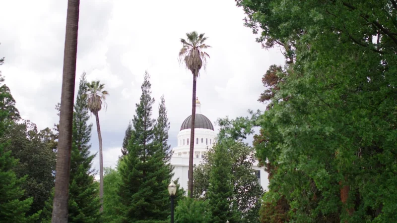 ZAPACH – CALIFORNIA PUSZKA MAL MELON